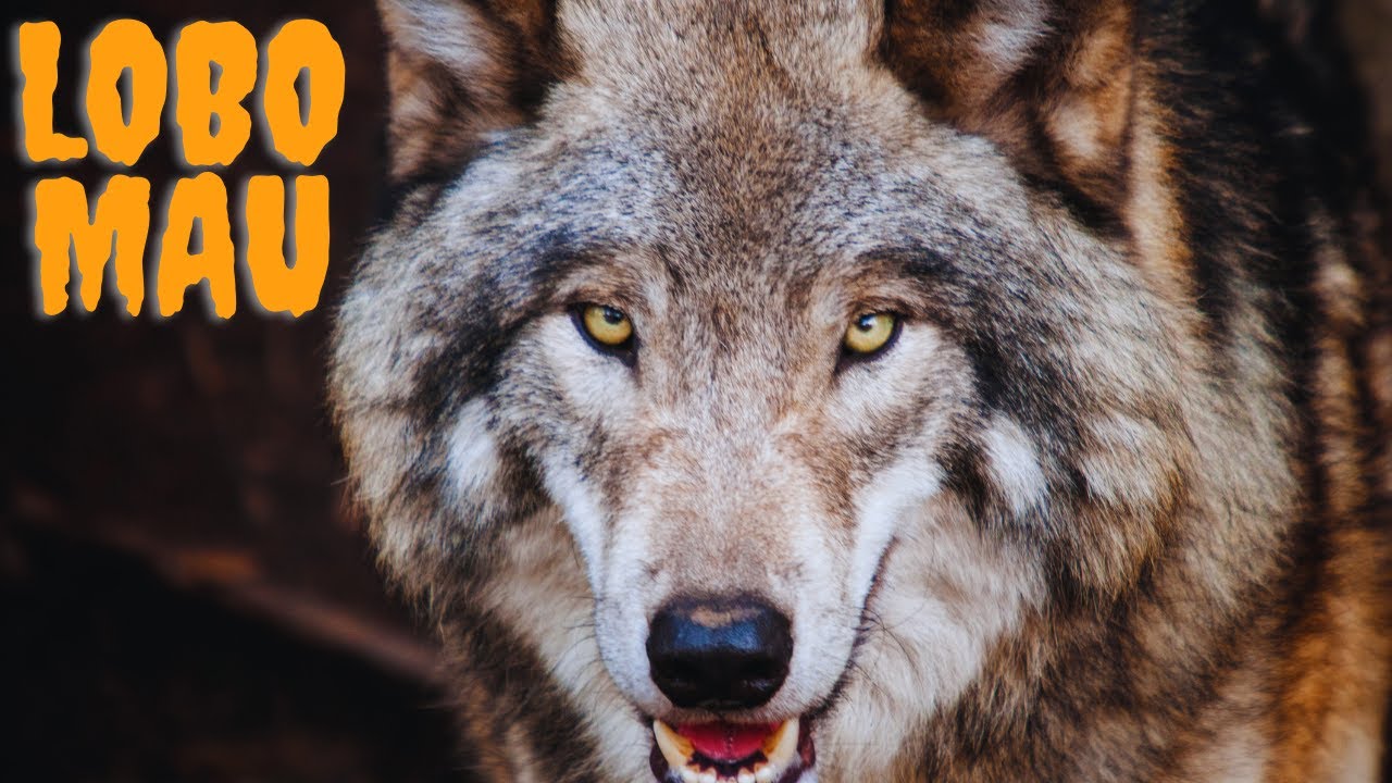 O LOBO MAU É RUIM MESMO? DESCUBRA A VERDADE! - YouTube