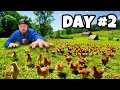 I bought the most expensive rare breed newborn chickens for my farm no experience