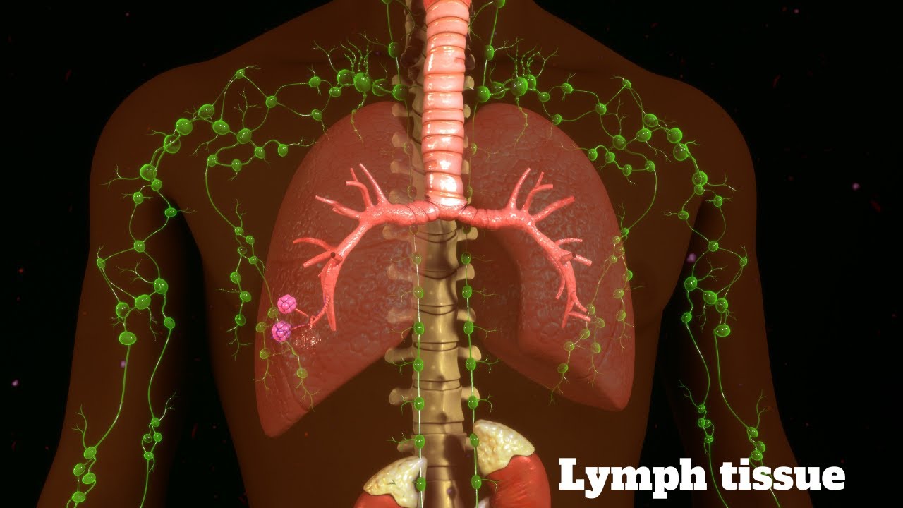 Lymphatic fluid - YouTube