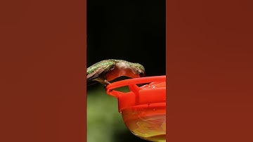Watch a Beautiful Ruby Throated Hummingbird Hit the Nectar Bar
