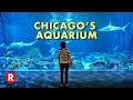 Diving Into Chicago's Shedd Aquarium // One of the World's Largest Aquariums!