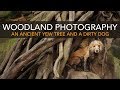 Woodland photography | ANCIENT YEW TREE & A DIRTY DOG | Sony A7R3-Canon 5D3 comparison
