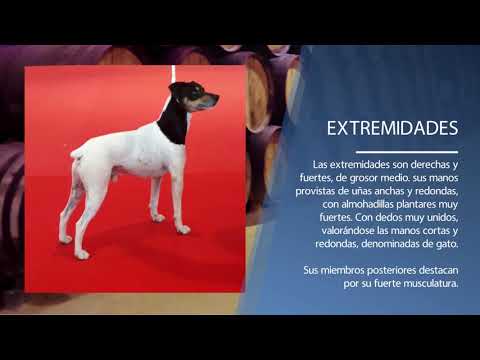 El Ratonero Bodeguero Andaluz - historia habilidades y características hqdefault