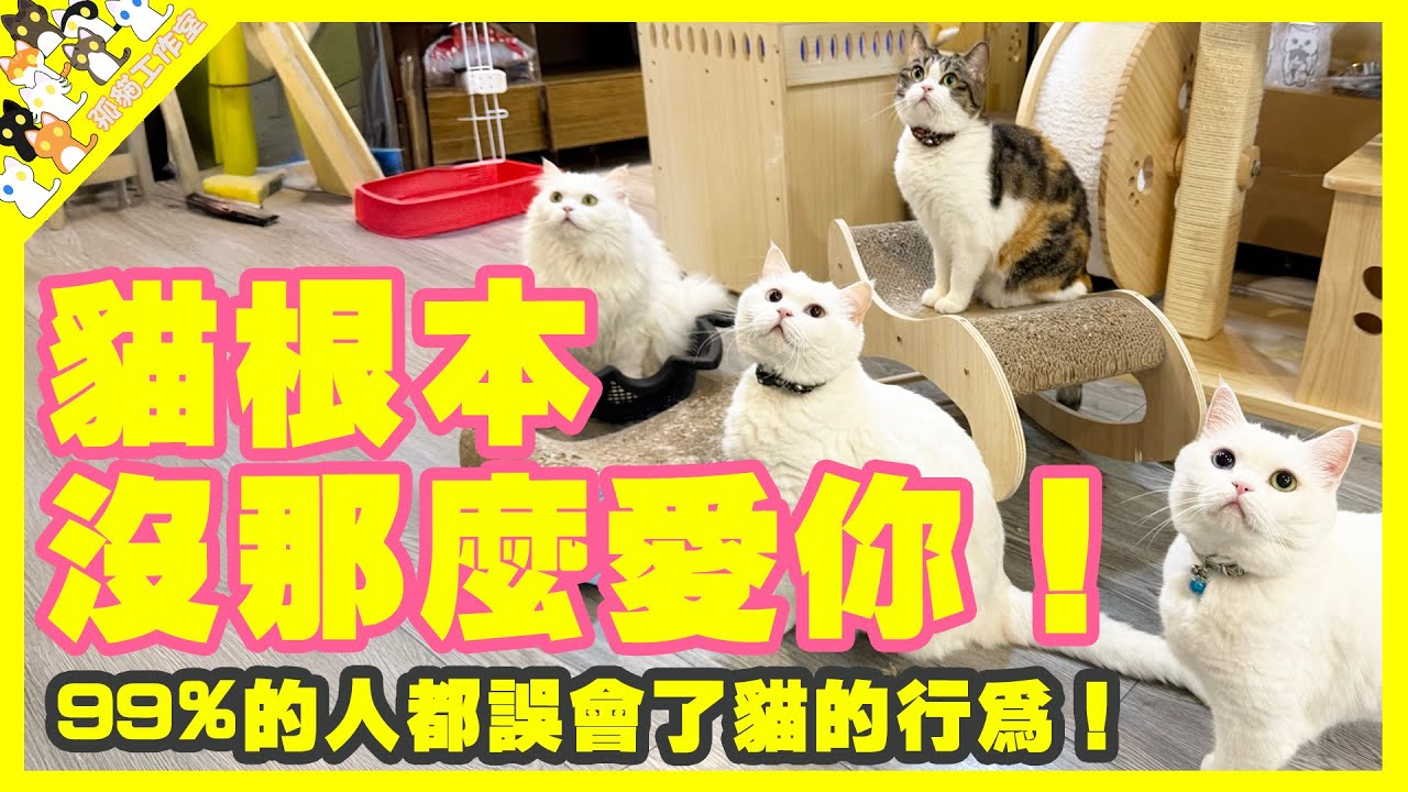 【孤貓工作室】貓根本沒那麼愛你！99%的人都誤會了貓的行為！