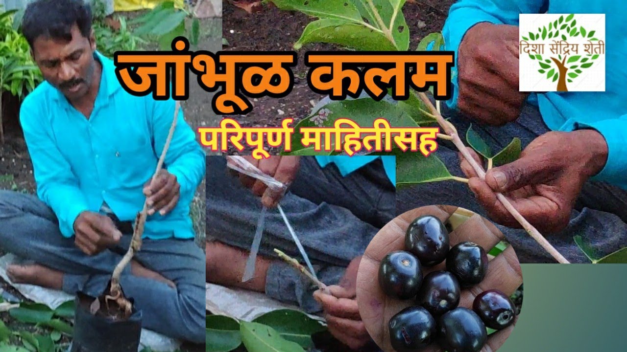जांभूळ कलम शिका एकाच दिवसात कलम कांडी कशी निवडावी,पट्टी कशी बांधावी एकदम सोपी पद्धतीने शिका 🌴🌱🎋🍑🍑