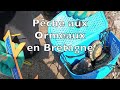 Ref:KZMfDcuzE_0 Comment ramasser l'ormeau en bord de mer  