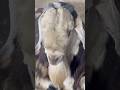 Deonar Bakra Mandi..#shorts #deonarbakra #deonarmandi #bakramandi #goats #bakra #animals #trending