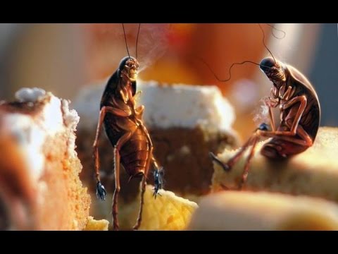 Куда и почему пропали тараканы