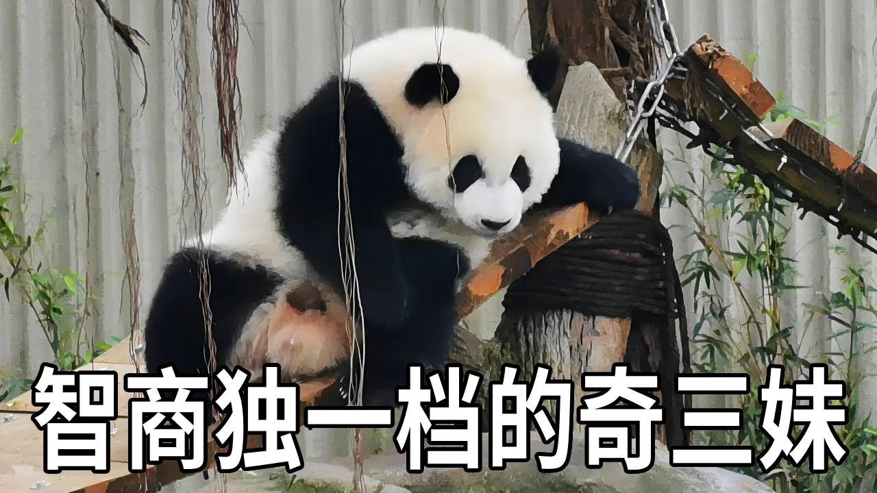 奇三妹的智力独一档，能攻能守还会审时度势，对自己家的家当也是看的牢牢的【你好大熊猫】