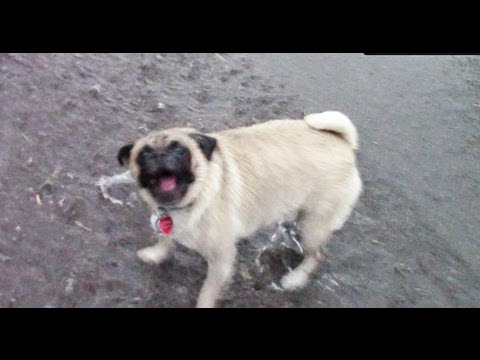 pug-dog-play-in-rain:-cute-puppy-bark