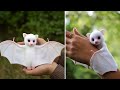 Top 10 cute animals in the world  factex