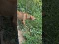 Dog Eating Grass 😆🐄 #dog #animals #cutedog #shorts