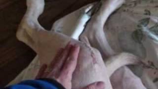 Bubba's ACL Surgery: Week 1