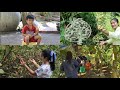 Pick fruits and Special relaxing video for you / Prepare By Countryside Life TV
