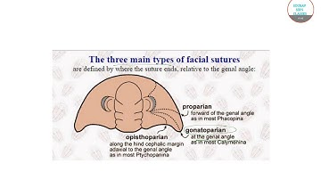 IIT JAM GEOLOGY 2017 PART 6 PAST YEAR SOLVE,COMPLETE SOLUTION,ONLINE CLASSES