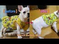 フレンチブルドッグ・リーフちゃん　【French Bulldog】　服が小さくなってる！！成長を感じる瞬間（*´ω｀*）
