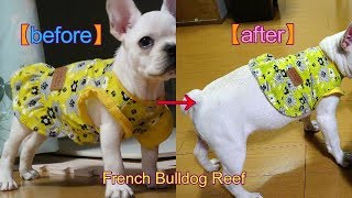 フレンチブルドッグ・リーフちゃん　【French Bulldog】　服が小さくなってる！！成長を感じる瞬間（*´ω｀*）
