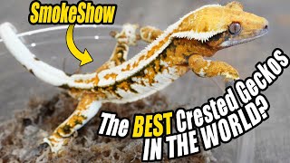 Gold Standard Gecko Club at Flora Fauna Conference! by TikisGeckos 3,963 views 10 days ago 20 minutes