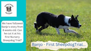 Our Farming Life  - Will our Sheepdog School pupil be competitive?
