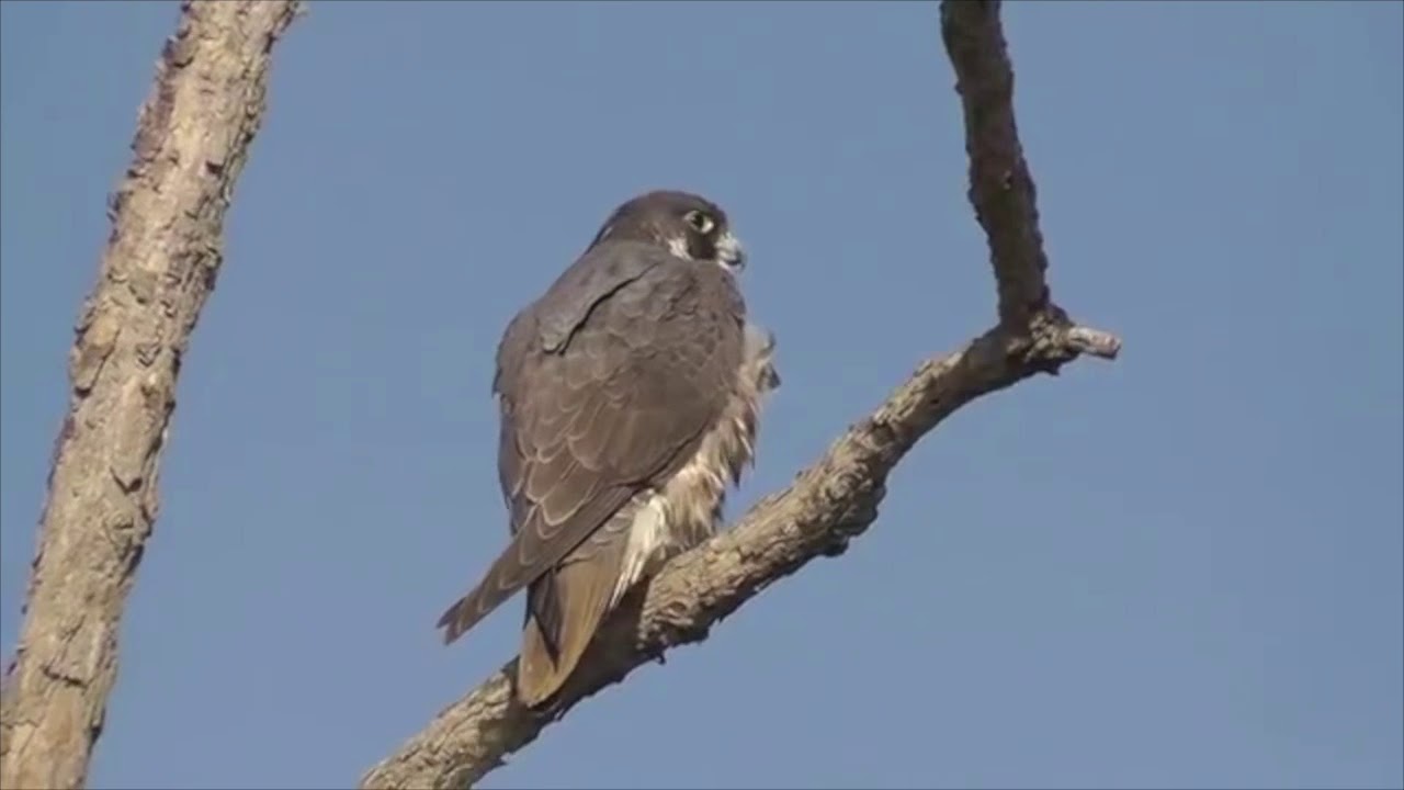 Peregrine Falcon at Delevan NWR