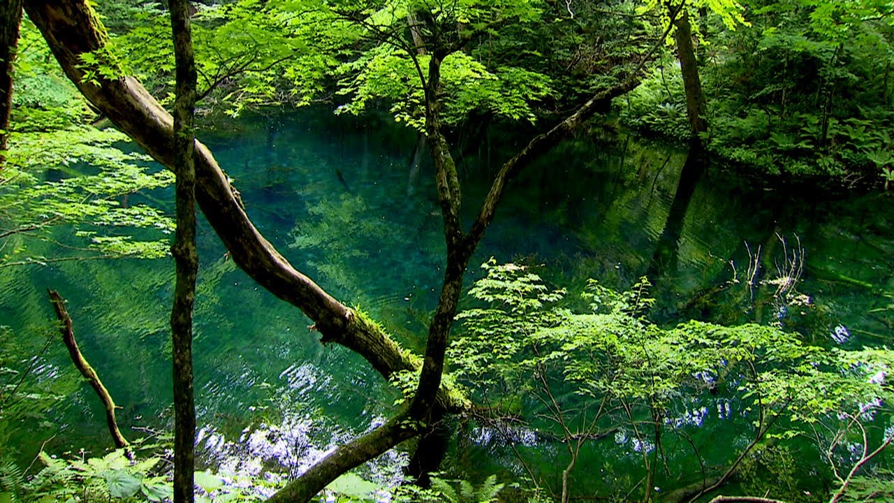 World Heritage Shirakami Sanchi Mountain Area 世界遺産 白神山地 Youtube