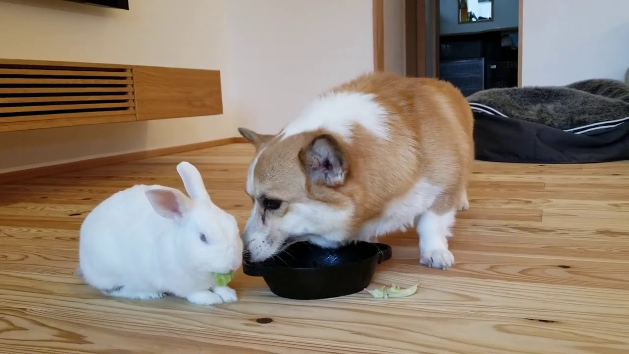 犬とウサギはめっちゃ仲良し 同居２匹の独特な世界観 Youtube