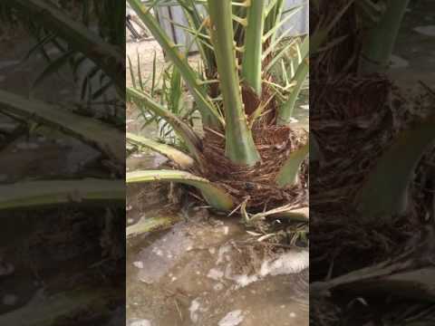 النمل يسيطر على حفار عذق النخيل