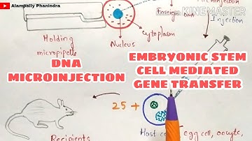 DNA microinjection | Embryonic stem cell mediated gene transfer | Gene transfer techniques