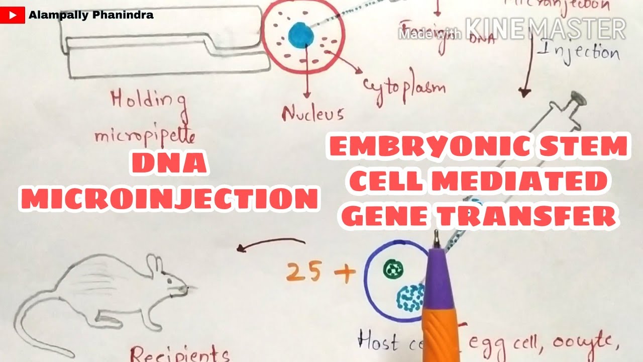 DNA microinjection | Embryonic stem cell mediated gene transfer | Gene  transfer techniques - YouTube
