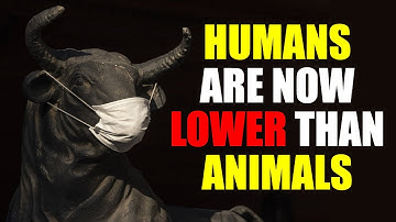 Humans Are Now Lower on the Social Hierarchy Than Animals