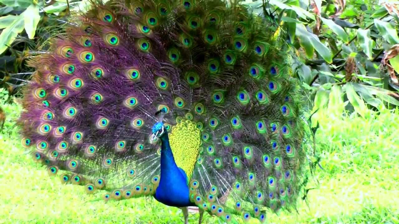 Big Peacock Flashing His Tail Feathers Kailua-Kona, Hawaii HD Video