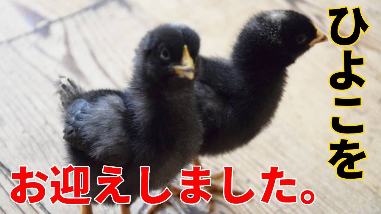 岡崎おうはんの2羽のひよこをお迎えしました。Plymouth Rock - YouTube
