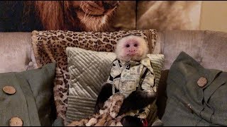 Capuchin Monkey Models New Outfit
