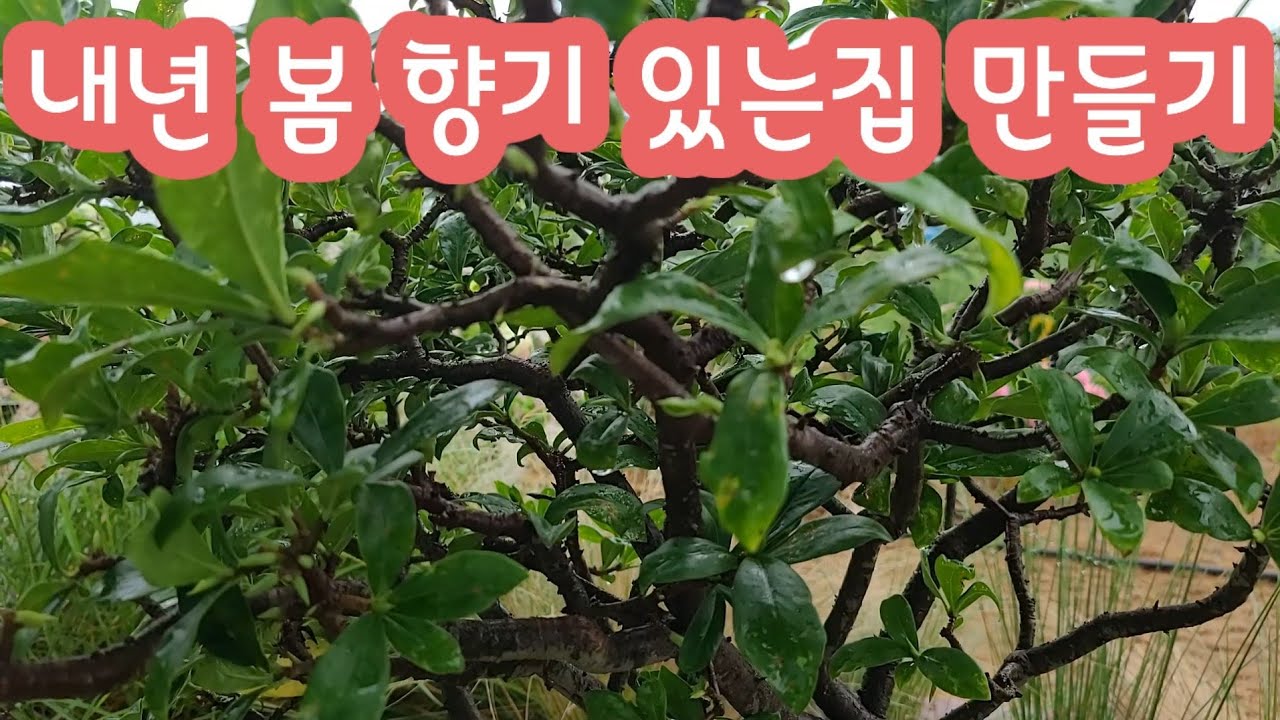 천리향 키우기 가지치기 건강하고 튼튼하게 꽃 많이피우기 베란다식물 식물튜브 베란다정원 야생화키우기