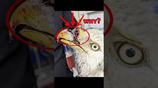 Why Do Eagles Break Their Beaks? 🦅 (You Won’t Believe This!) Wealth