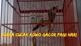 Suara Cucak Rowo Pagi Hari