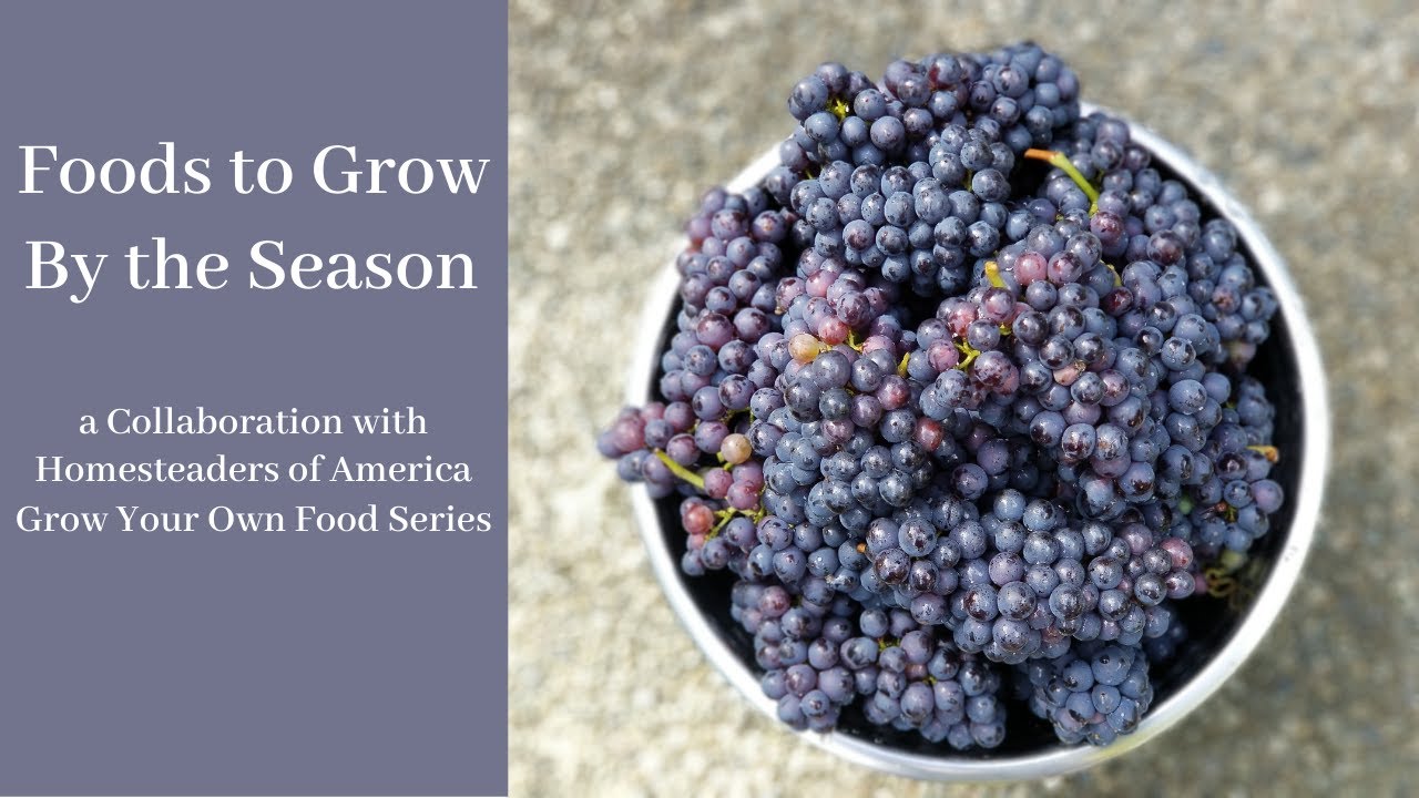 What Foods to Grow by Season - YouTube