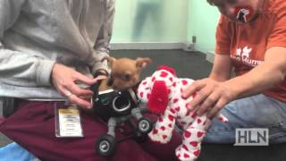 Puppy gets new wheels
Go Daff go!
Subscribe to TDS here: http://bit.ly/TDSsubscribe
News, information, enlightenment. Welcome to The Daily Share.
Follow TDS here:
Website: http://tds.hlntv.com
Facebook: http://facebook.com/thedailyshare
Twitter: http://twitter.com/TheDailyShare
Tumblr: http://thedailyshare.tumblr.com
Instagram: http://instagram.com/thedailyshare
Vine: http://vine.co/thedailyshare Puppy gets new wheels