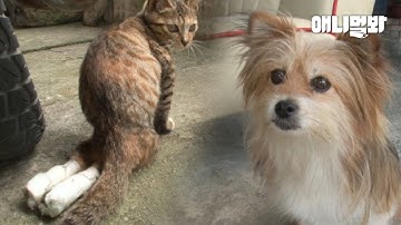뒷다리를 다친 고양이를 발견한 강아지가 한 놀라운 행동ㅣDog Saved A Cat With Disabled Hind Leg