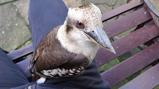 Chilling With Wild Kookaburras On My Lap And A Big Entrance From Dwarfy