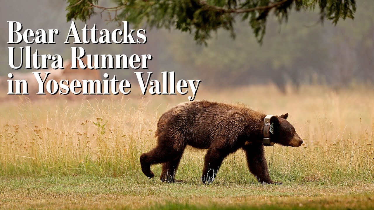 What Are The Chances Of Getting Attacked In Yosemite