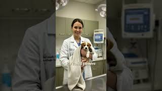 Canine Parvovirus Monoclonal Antibody (CPMA) —Parvo Prevention! 2025 10 24T05 19 14 725Z