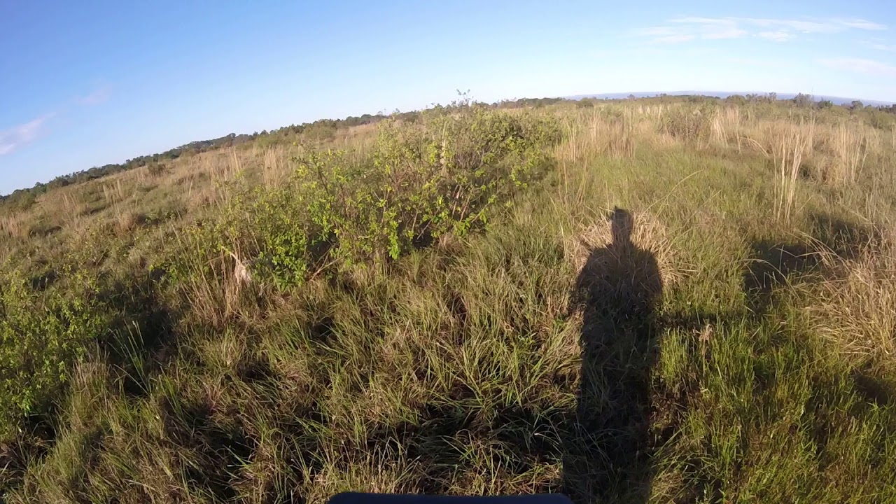 Quail hunting south Florida 