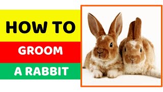 How to Groom a Rabbit by Pet Care Tips 9 views 2 months ago 2 minutes, 37 seconds