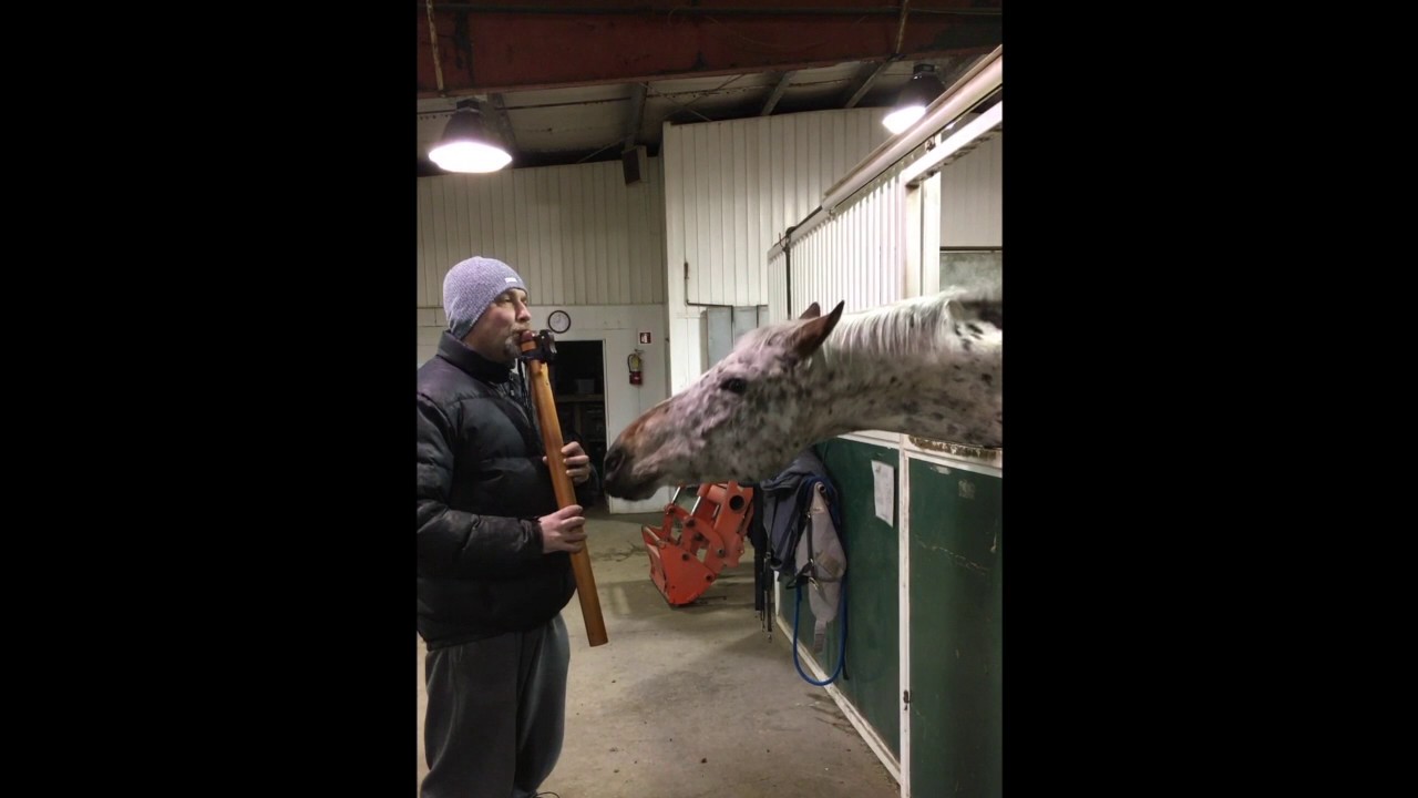 This horse really loves Native American Flute