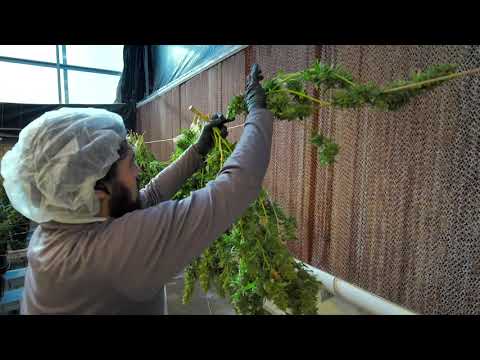 Nature's Medicines Cannabis Grow Farm in Amado, AZ