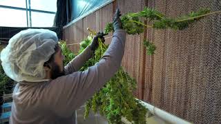 Nature's Medicines Cannabis Grow Farm in Amado, AZ