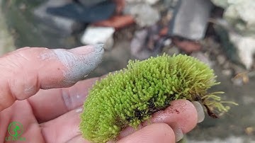 Trồng rêu cho hồ cá koi di động mới hoàn thành