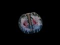 My First 3D Resin Bloom in a Propagation Mold | Stunning Floral Effect!
