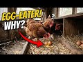 Why CHICKENS Eat Their Own Eggs🤔 || Egg Eating Problem in Chickens!